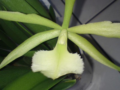 Cattleya2-Blüte.jpg