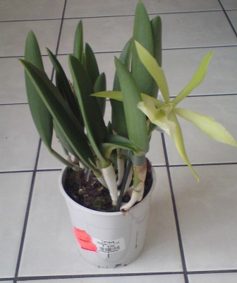Cattleya2-ganz.jpg