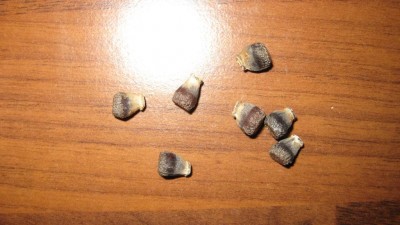 IMG_0202.JPG