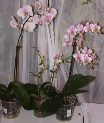 Phalaenopsis Hybriden Schreibtisch - 06.02.2010.jpg