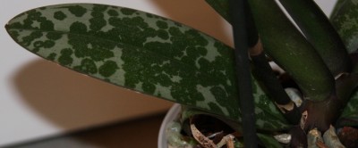 Phalaenopsis Hybride gefleckte Blätter - 06.02.2010 - 3.jpg