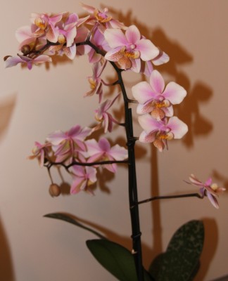 Phalaenopsis Hybride gefleckte Blätter - 06.02.2010 - 2.jpg