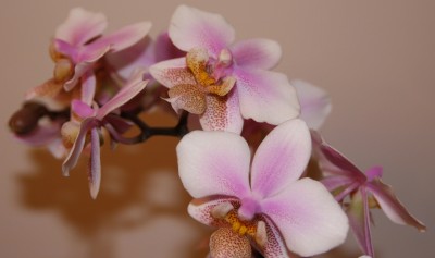 Phalaenopsis Hybride gefleckte Blätter - 06.02.2010 - 1.jpg