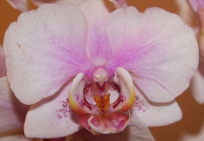 Phalaenopsis Hybride 5Eu - 06.02.2010 - 2.jpg