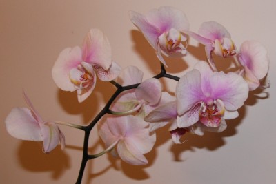 Phalaenopsis Hybride 5Eu - 06.02.2010 - 1.jpg