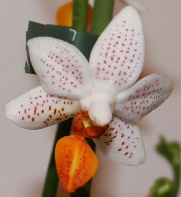 Phalaenopsis Mini Mark - Bluete - 06.02.2010 - 1.jpg