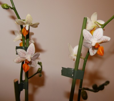 Phalaenopsis Mini Mark -  06.02.2010 - 1.jpg