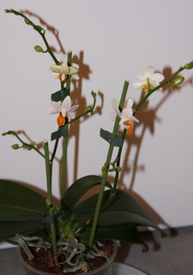 Phalaenopsis Mini Mark -  06.02.2010 - 2.jpg