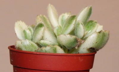 Cotyledon tomentosa variegata - 06.02.2010 - 2.jpg