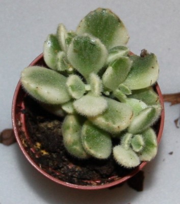 Cotyledon tomentosa variegata - 06.02.2010 - 1.jpg