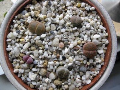 2007_09_08_ccc 001.jpg