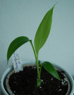 musa_velutina_feb_2010.jpg