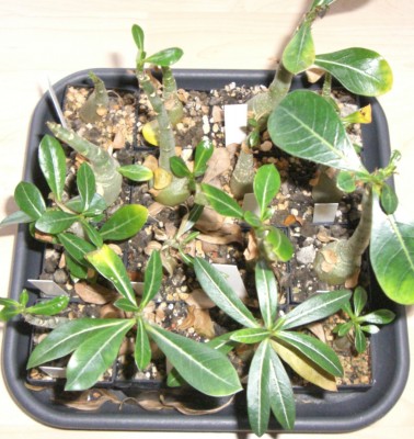 Adenium obesum - 05.02.2010 - 2.jpg