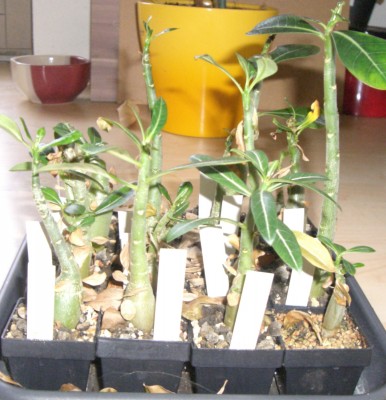 Adenium obesum - 05.02.2010 - 1.jpg
