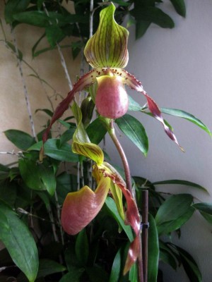 Wiederbelichtung von Größenänderung IMG_1626.JPG