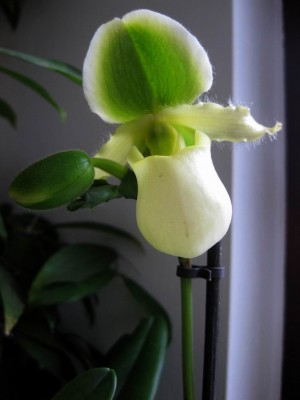 Größenänderung Wiederbelichtung von IMG_1627.JPG