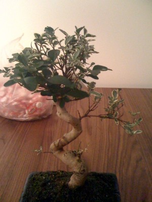 bonsai4.jpg