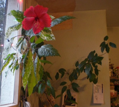 hibiskus2009.jpg