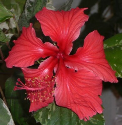 blüte2.jpg