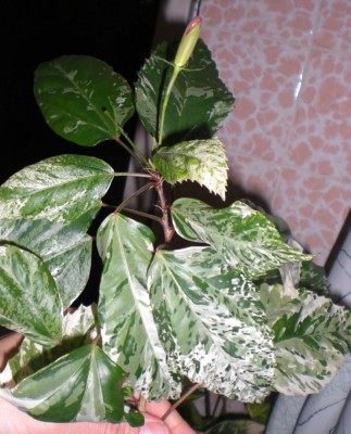 CIMG3398-kl.jpg