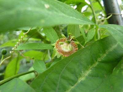 Passiflora ornithoura1.jpg