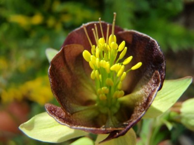 Aquilegia_viridiflora_close_up.jpg