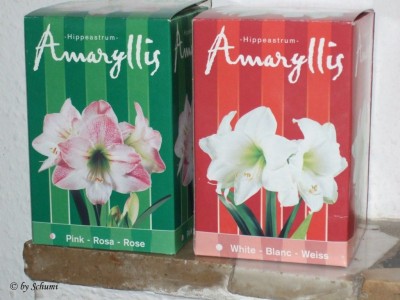 Amaryllis.jpg