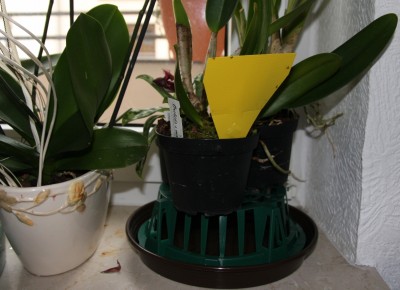 Orchideen auf Zwiebelschale - 07.02.2010 - 2.jpg