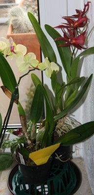 Orchideen auf Zwiebelschale - 07.02.2010 - 1.jpg