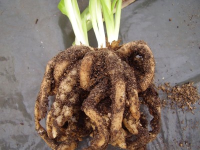 Sacoila lanceolata (5).JPG