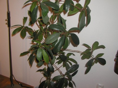 Pflanzen_Green24_004_2000x1500.jpg