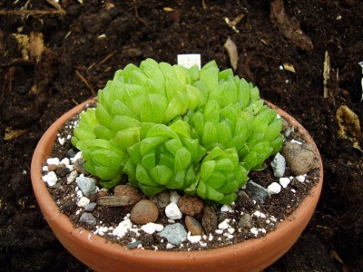 Haworthia reticulata.JPG