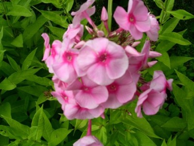 Phlox2.jpg