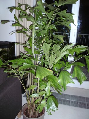 BILD0931.JPG