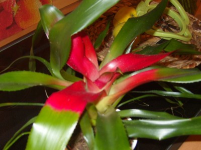 Februar2010 020.JPG