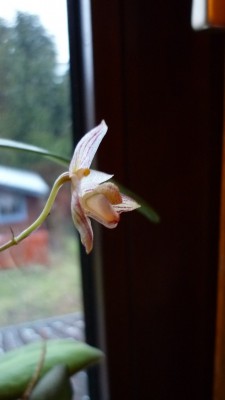 Blumen Februar 2010 010.jpg