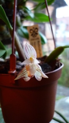 Blumen Februar 2010 009.jpg