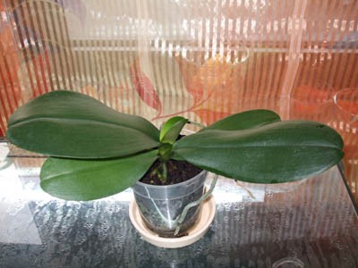 Phalaenopsis.jpg