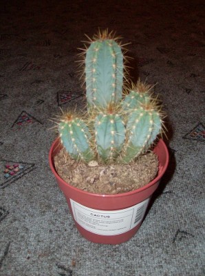 HPIM6097.JPG
