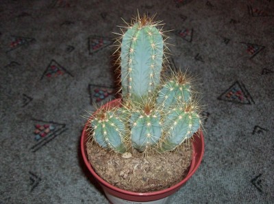 HPIM6096.JPG