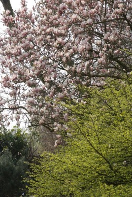 1967-magnolien.jpg