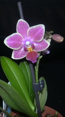 Calimero Jan.2010.JPG