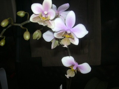 Wiganiae Jan.2010.JPG