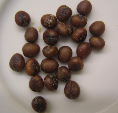 20100210_0001.JPG