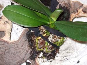 Fixierung der Orchideenwurzeln mit einer Strumpfhose.jpg