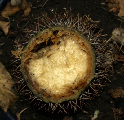 pachypodium.jpg