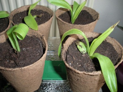 Canna002.jpg