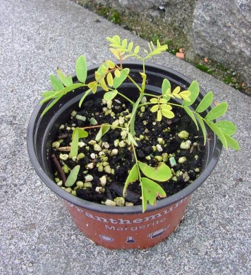 Stolz von Barbados.jpg