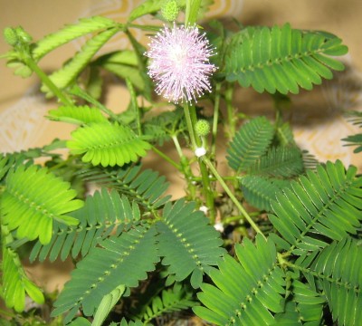 20090811_0001_2.JPG