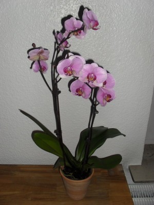 SDC12502_Bildgröße ändern.JPG